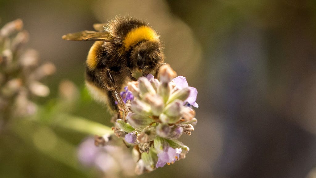 It's all the buzz: How bee swarms can resemble thunderstorms