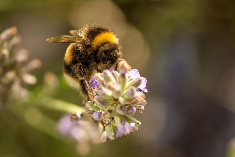 A White-tailed bumblebee, Bombus lucorum, collects nectar from lavendar on August 08, 2022 in Knutsford, England. 