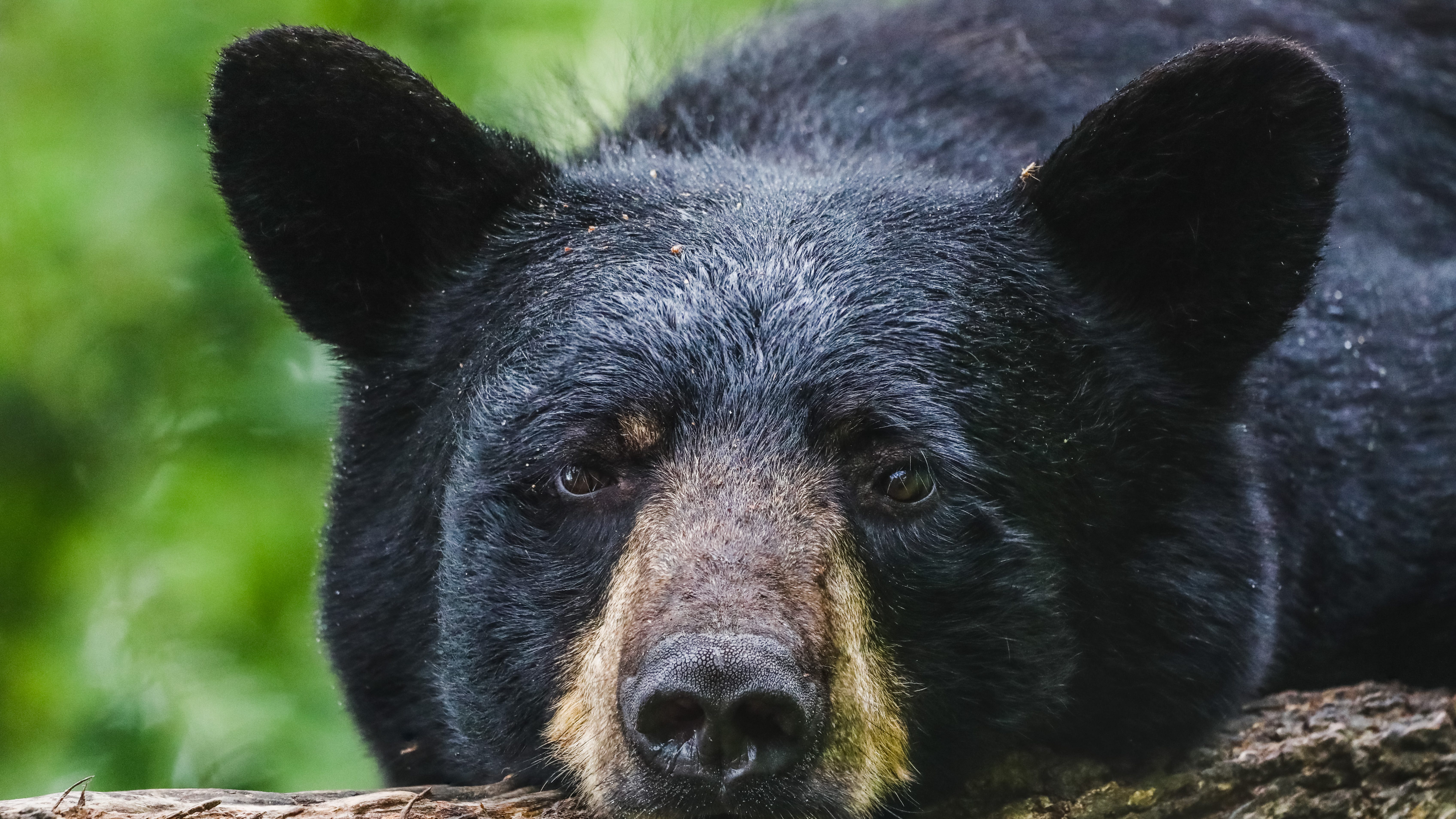 Bear, yes, the animal, spotted in Gurnee
