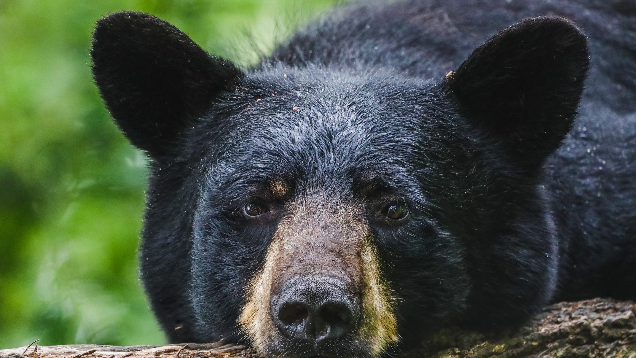 Black bear attacks Pennsylvania children playing in their driveway