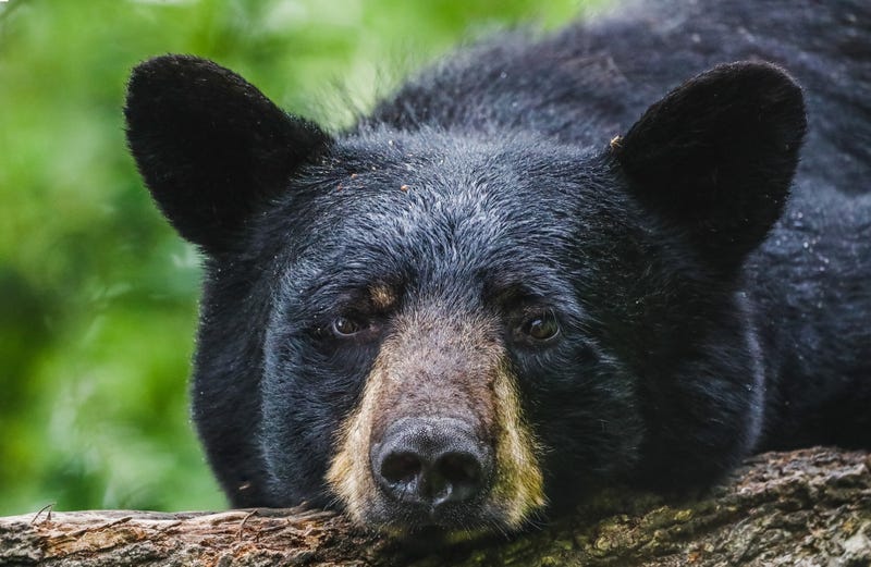 Black Bear