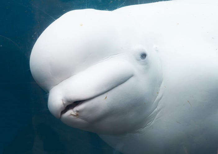 Mystic Beluga