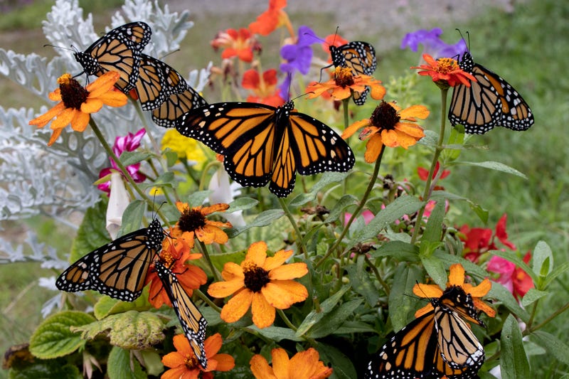 Monarch butterflies 