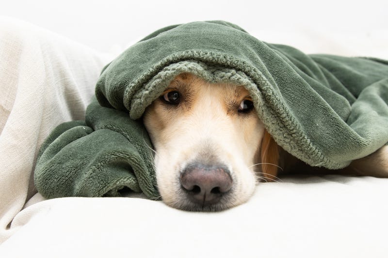 Sick dog