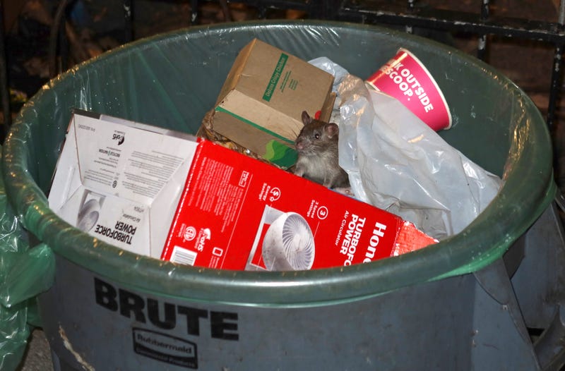 A rat sticks its head out of a garbage can as it hunts for food in Bogardus Plaza in Tribeca on Aug. 17, 2022