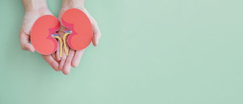 Hands holding kidney shaped paper.
