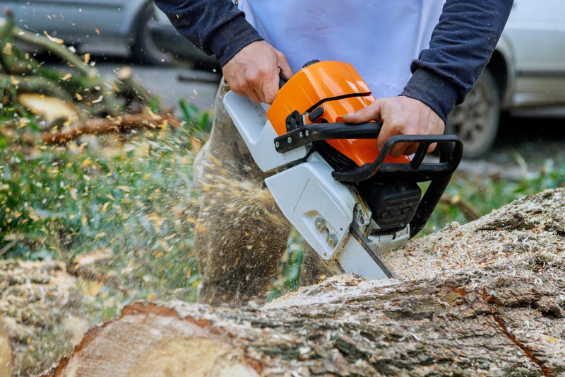 Hundreds of trees were felled by the recent rainstorms. 