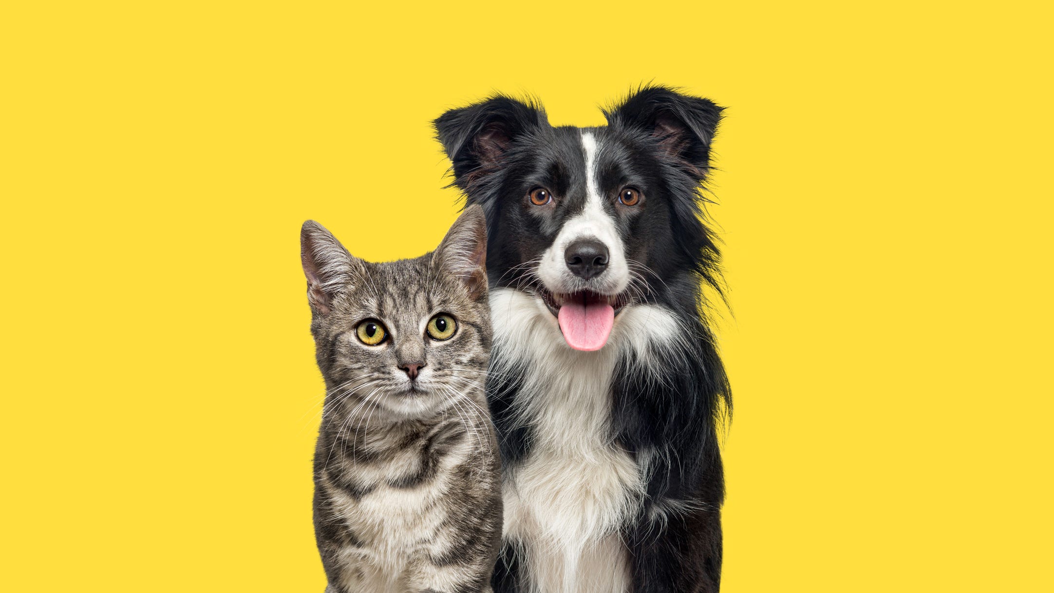 Los Angeles Animal Services host weekend animal adoption event