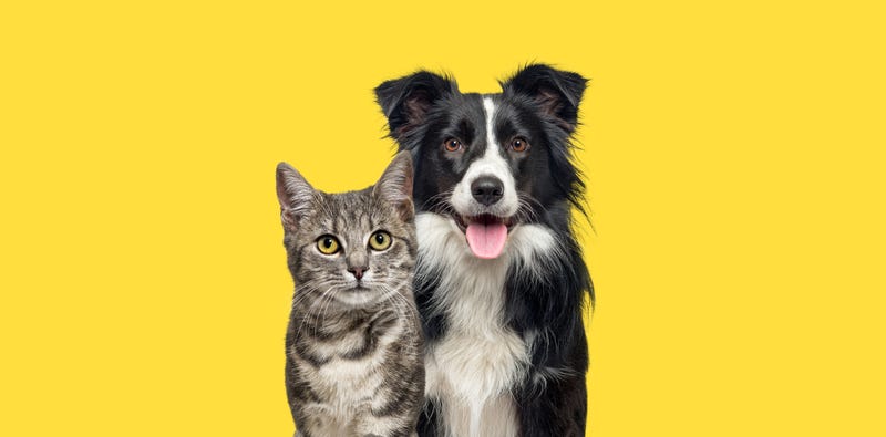 dog and cat