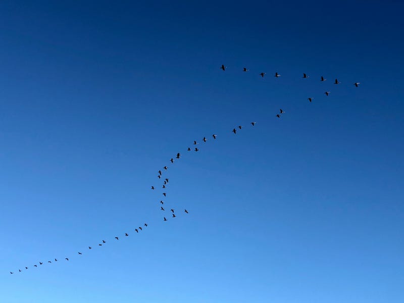 migrating birds