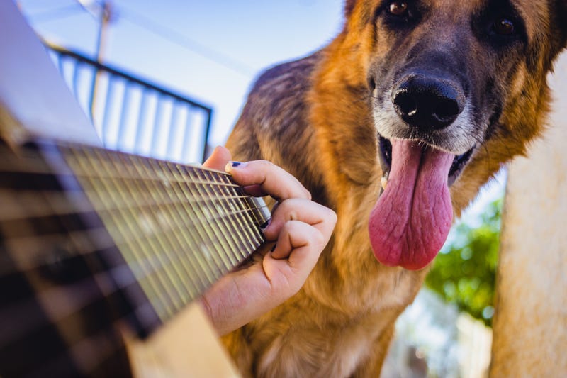 Dog with guitar