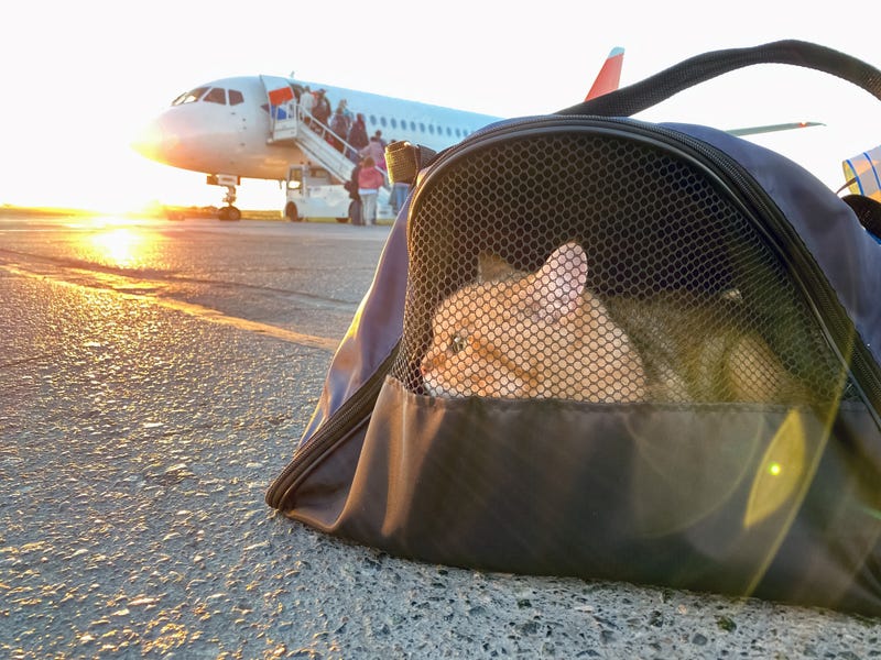 pet