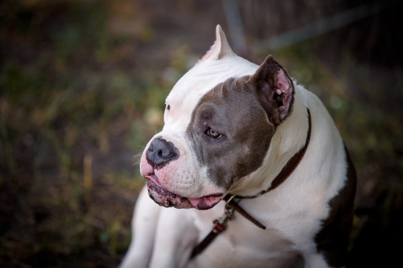 Pitbull
