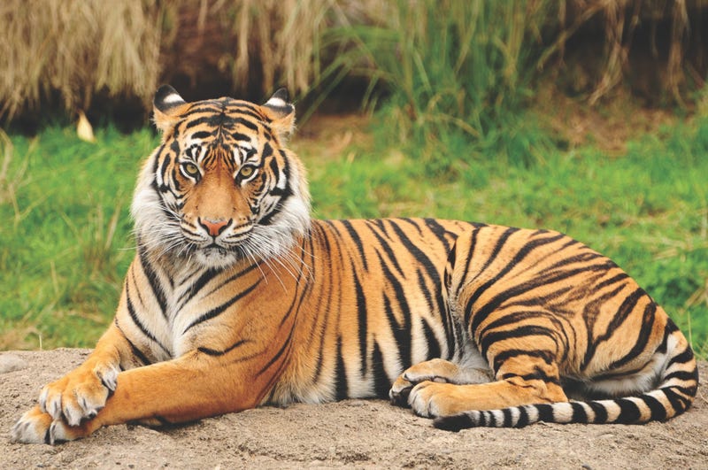 Bengal tiger.