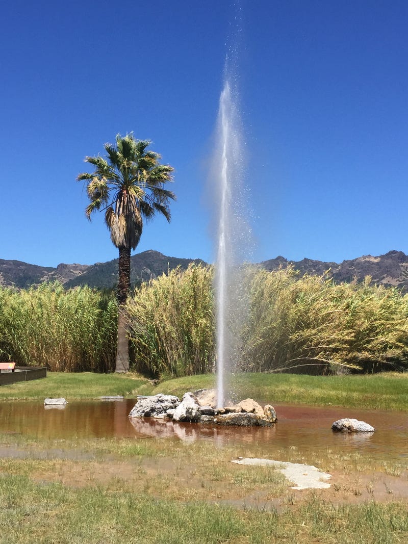 Old Faithful Geyser of California in Calistoga, CA
