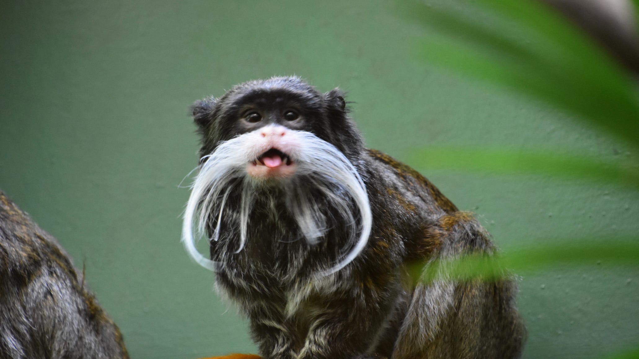 A month of mysteries at the Dallas Zoo