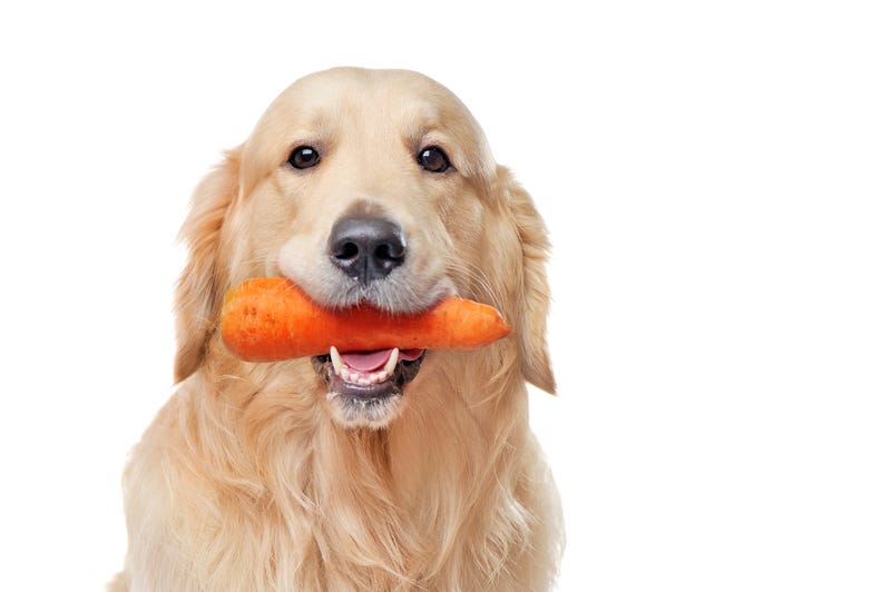 Dog with carrot