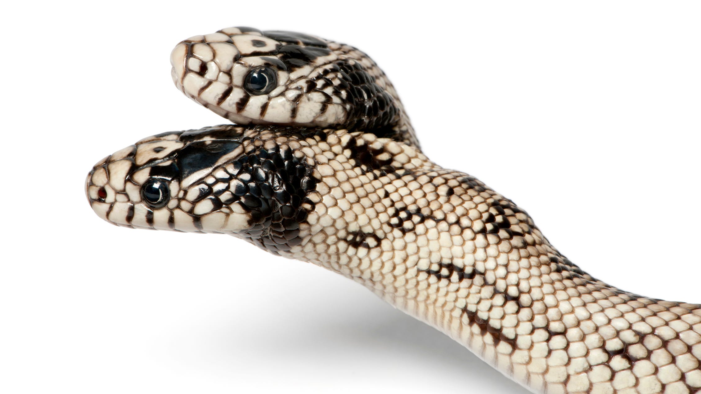 Woman finds rare two-headed snake slithering around home: 'He was really an easy pet'