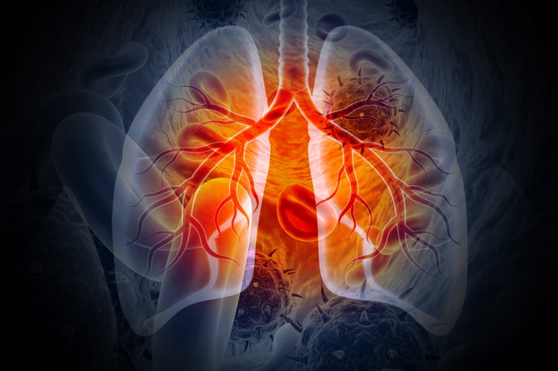 lungs
