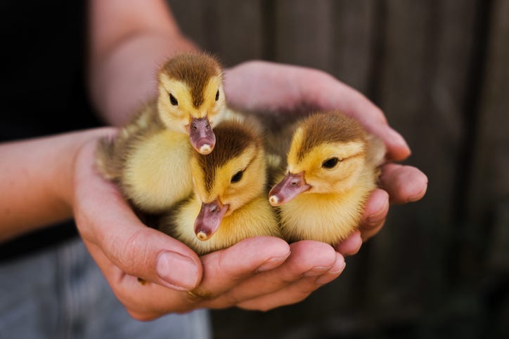 baby ducklings