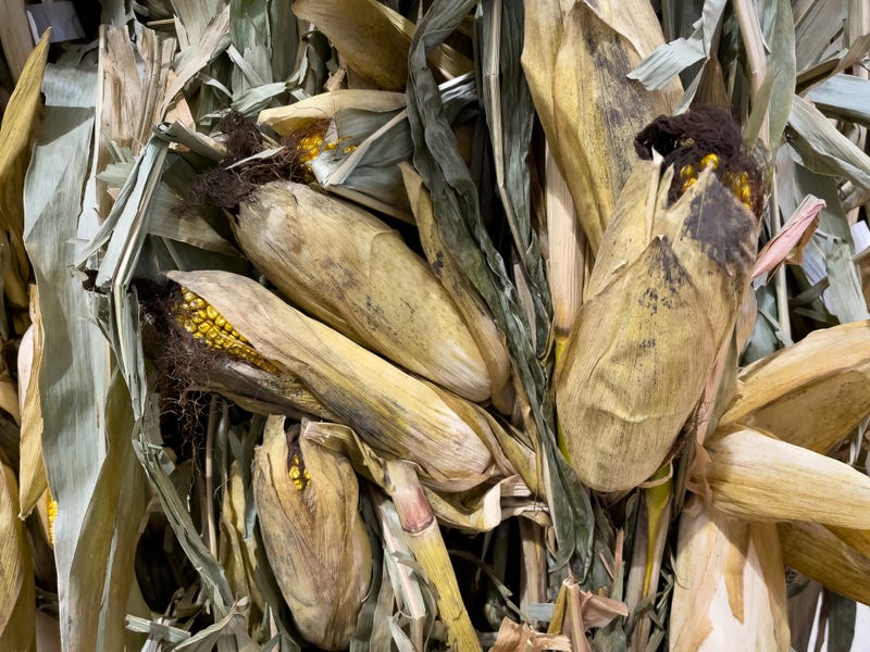 Dry Corn