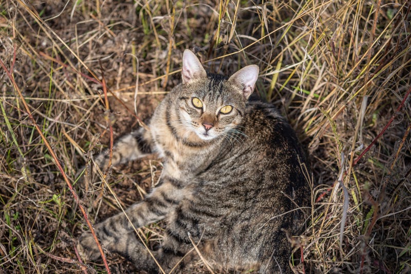 cat