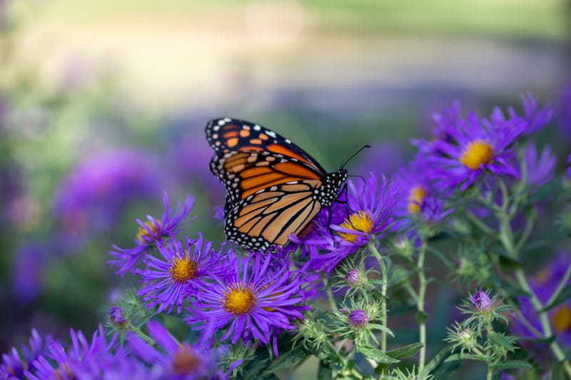 Monarch Butterfly