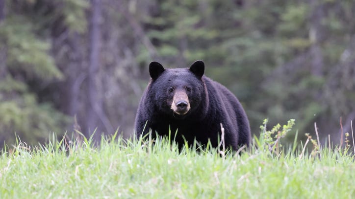 Bear kills family dog on hike