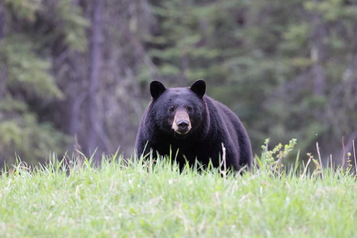 black bear