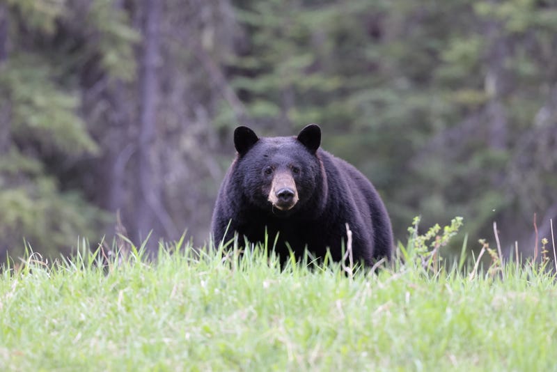 Louisiana wildlife agents seek person who killed black bear
