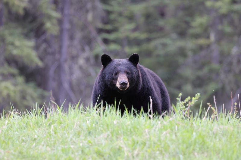 Woman survives bear attack outside her home; mother bear killed and 3 cubs tranquilized