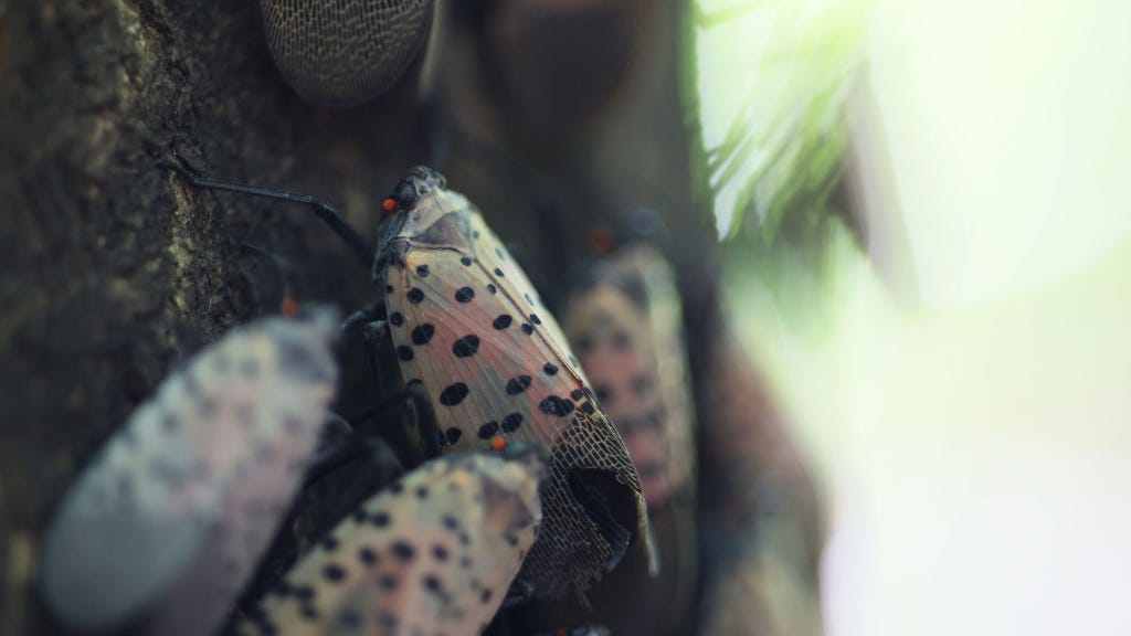 Spotted lanternfly season is almost upon us. Here’s what you need to know