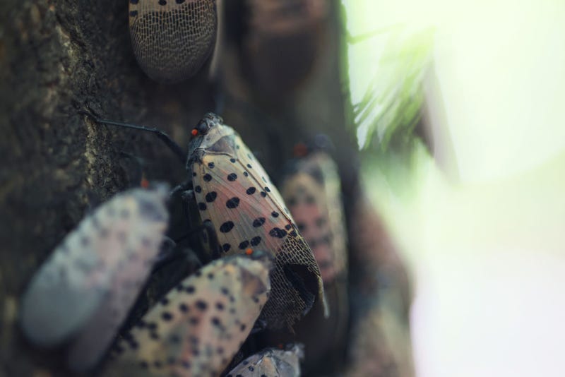 Spotted lanternflies perch on a tree at Inwood Hill Park on September 26, 2022 in New York City.