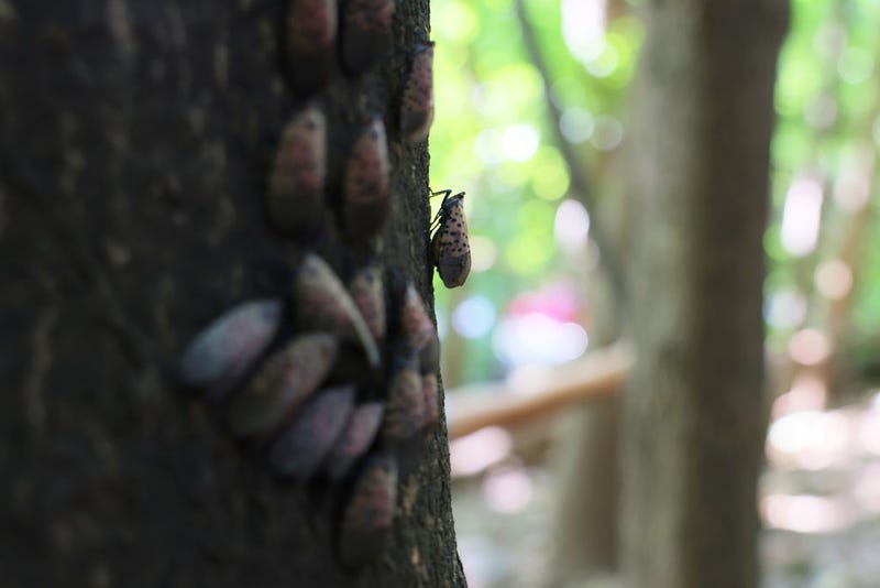 Spotted lanternflies perch on a tree at Inwood Hill Park on September 26, 2022 in New York City.