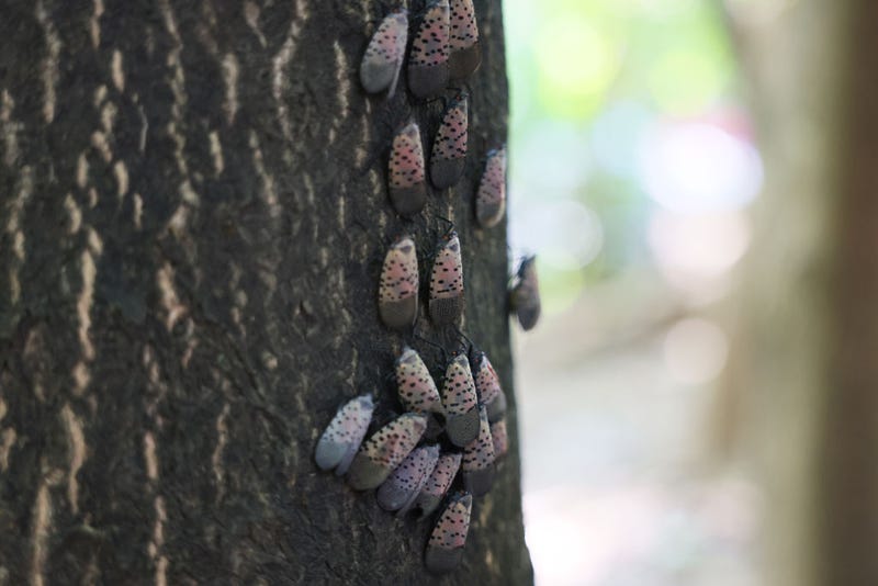 Spotted Lanternflies 