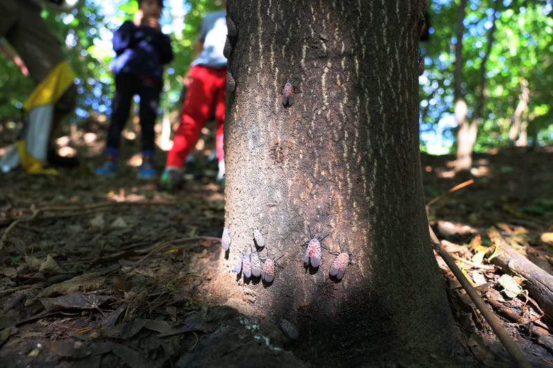 Spotted lanternflies
