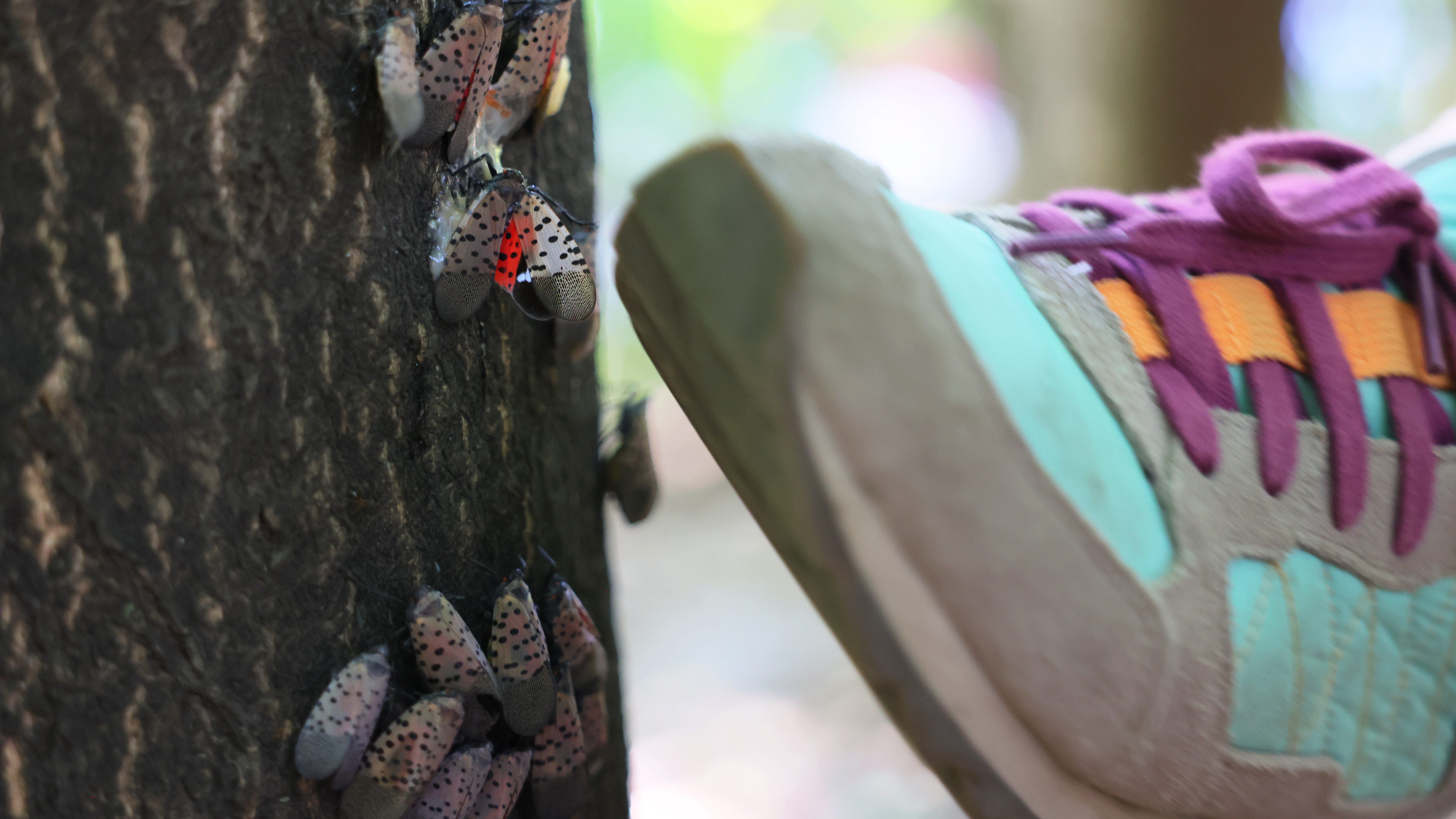 The spotted lanternfly egg hunt is on in South Jersey
