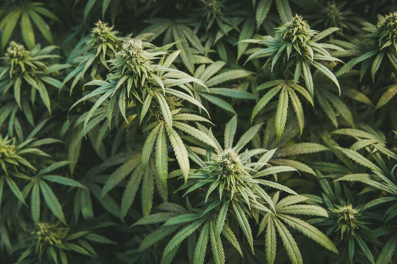 Ecological and biological hemp plant in a greenhouse.