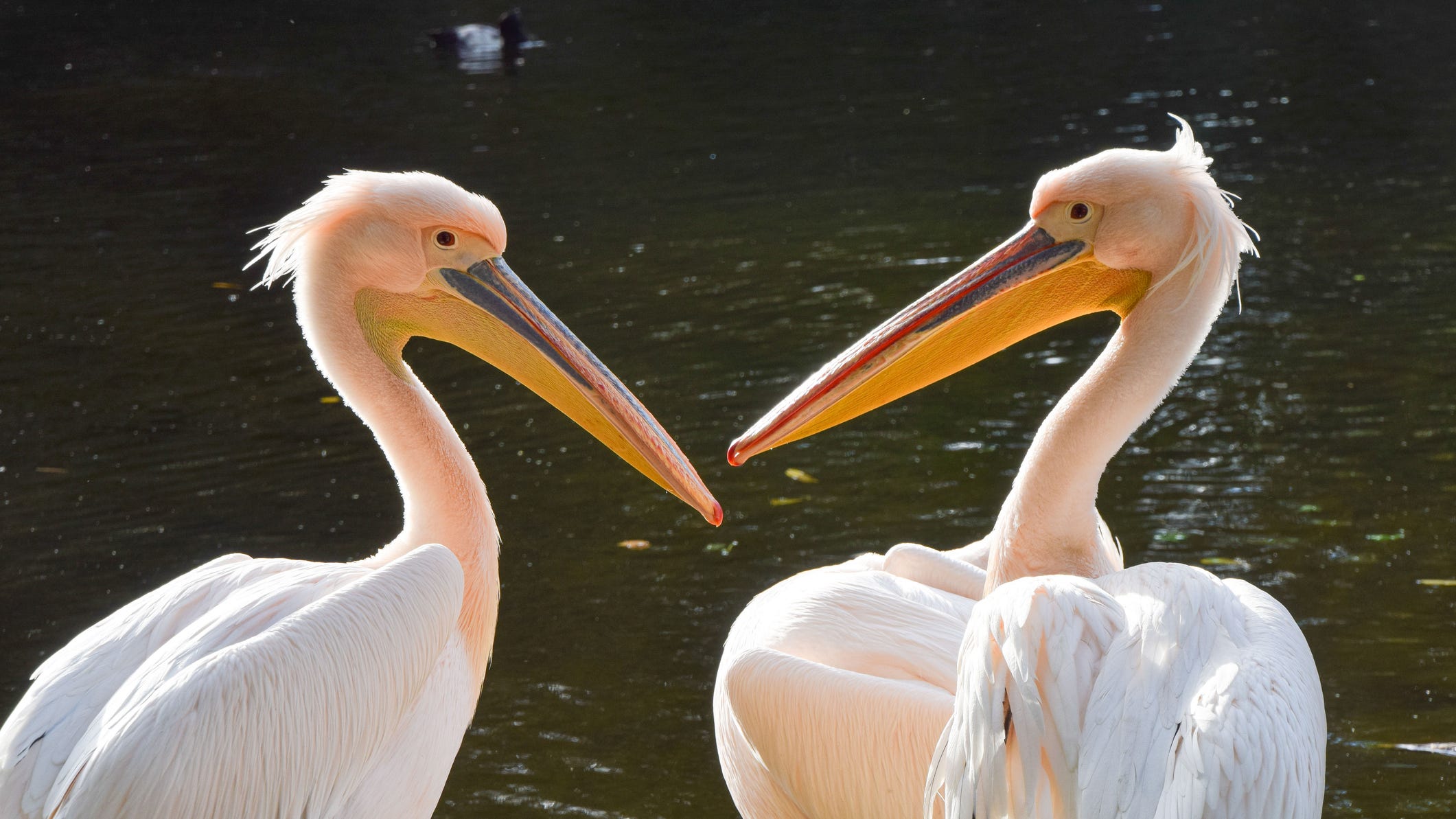 Zoo closes multiple exhibits after pelican dies from bird flu