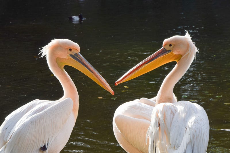 Pelicans