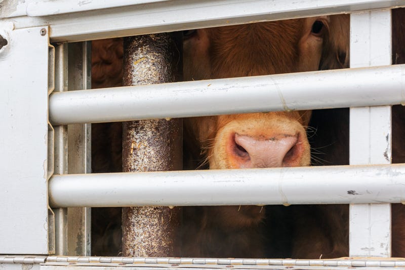 Cattle killed in West Michigan crash after semi truck carrying livestock overturns