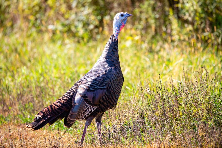 Michigan wild turkeys make a comeback
