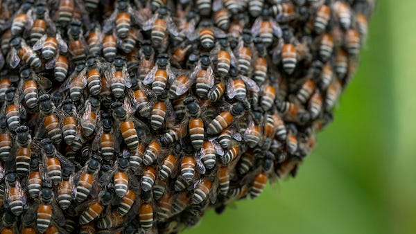 Flight leaving Houston delayed three hours after hundreds of bees swarm the plane