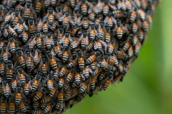 Bees gathered on a hive in a forest