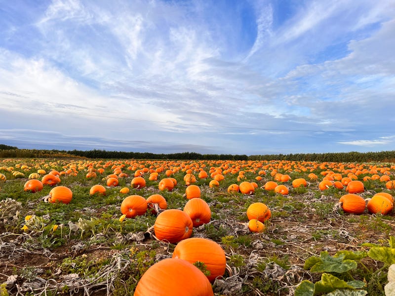 tips on how to pick a good pumpkin