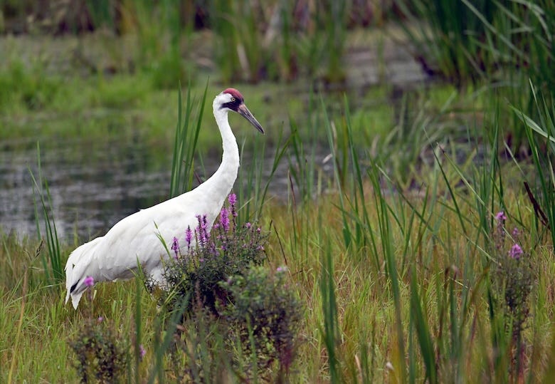 Whooping Crane foraging in marsh