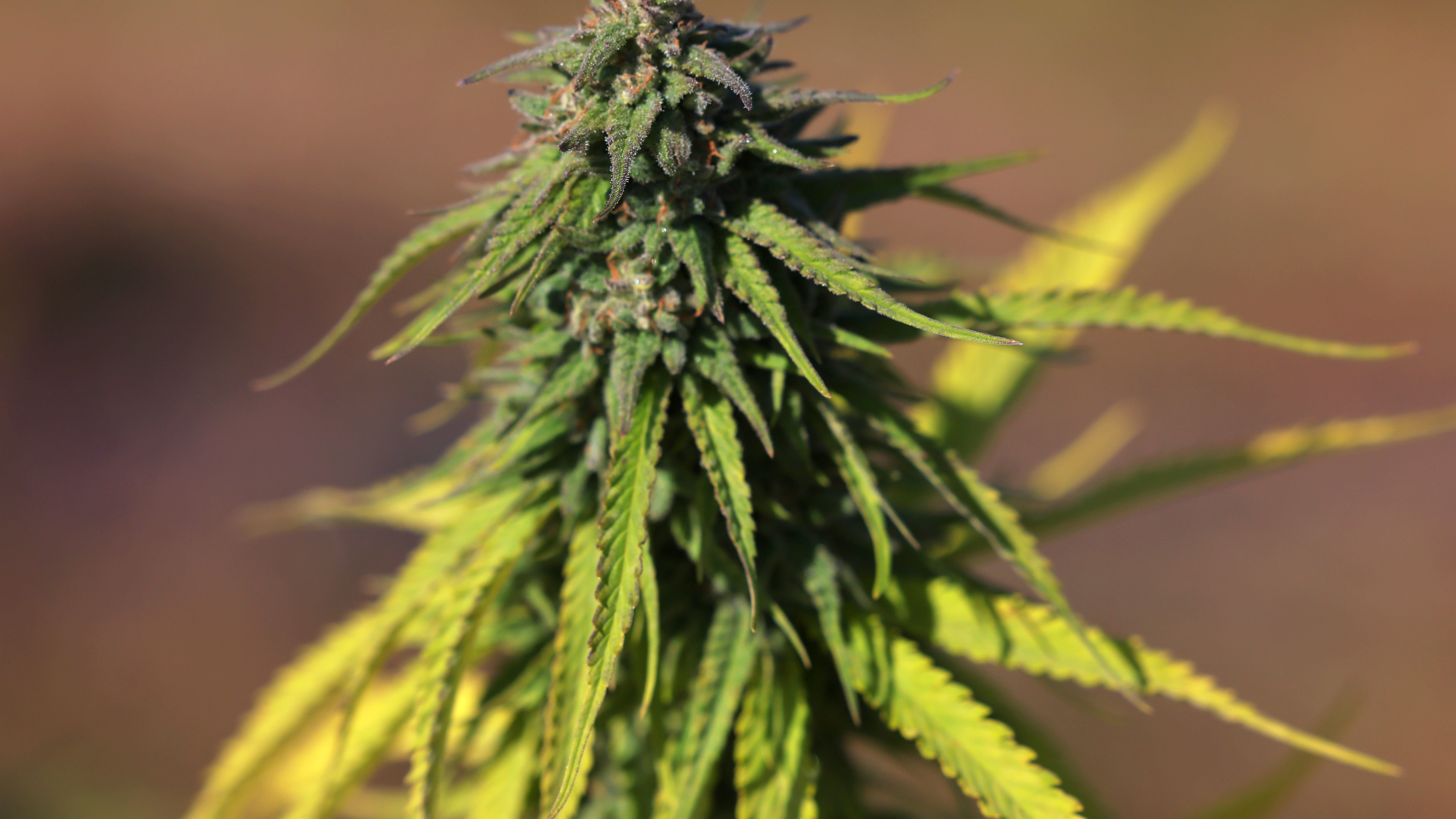 NY's Cannabis office approves 99 recreational dispensary licenses; four from Western New York