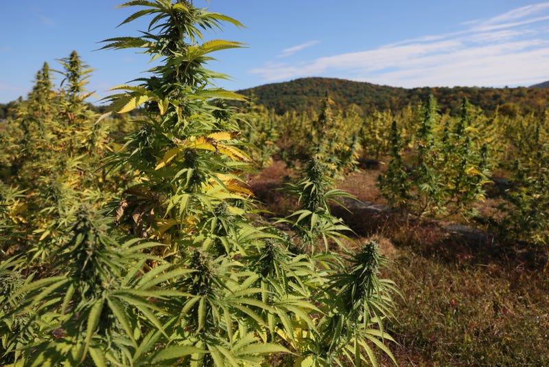 Cannabis plants are grown at a Claudine Field Apothecary farm on in Columbia County, New York, last fall
