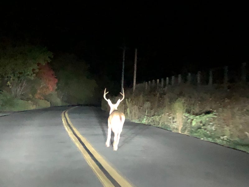 Deer in the road. 