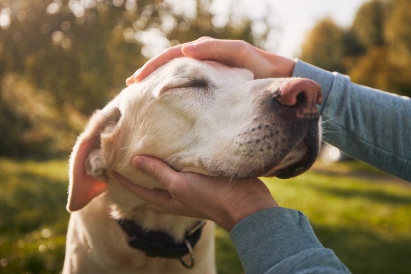 older dog closing its eyes and being pet